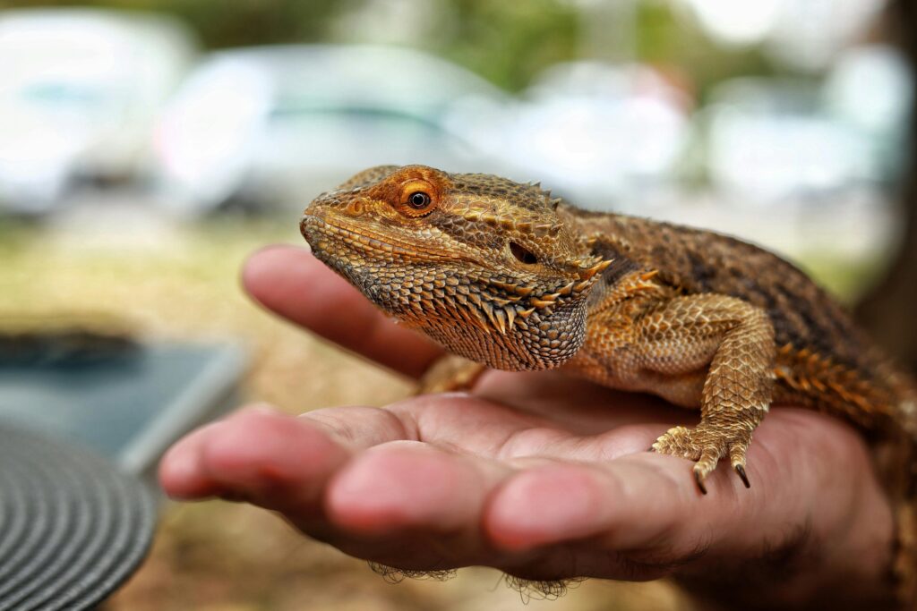 Man Holding an Exotic Lizard on his Palm