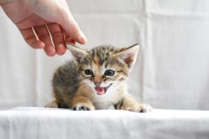 cat, kitten, hand, screaming, animal, eyes, feline, pet, cat, cat, cat, cat, cat, kitten, kitten